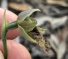 Calochilus robertsonii