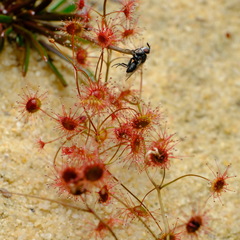 Drosera thysanosepala