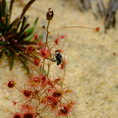 Drosera thysanosepala