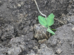 Pelobates vespertinus