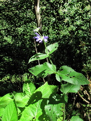 Salvia kuznetzovii