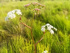Conioselinum longifolium