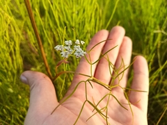 Conioselinum longifolium