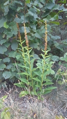 Digitalis lutea