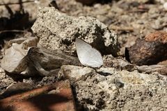 Curetis santana