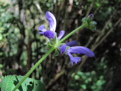 Salvia kuznetzovii