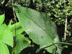 Salvia kuznetzovii