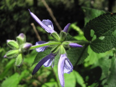 Salvia kuznetzovii