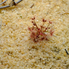 Drosera humilis