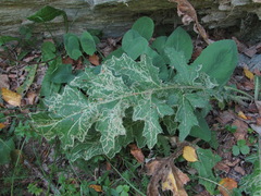 Phytomyza bipunctata