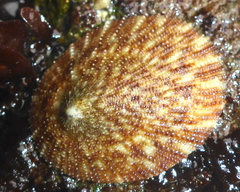 Lottia limatula