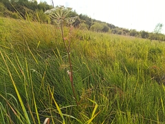 Conioselinum longifolium