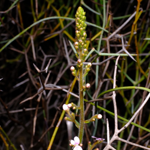 Image of Stylidium elongatum by (c) Peter Crowcroft, some rights reserved (CC BY)