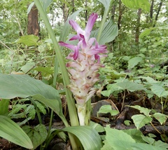 Curcuma aromatica