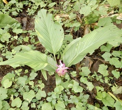 Curcuma aromatica