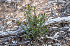 Olearia magniflora