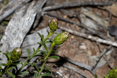 Olearia magniflora