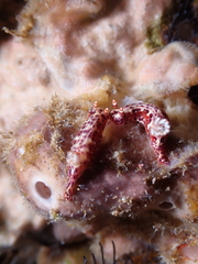 Hypselodoris decorata