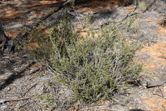 Cryptandra sabulicola