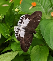 Tagiades menaka