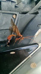 Opheltes glaucopterus