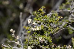 Cryptandra sabulicola