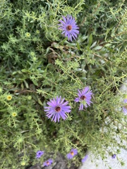 Symphyotrichum oblongifolium