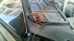 Opheltes glaucopterus