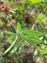 Melaleuca citrina