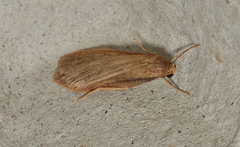 Scoliacma pactolias