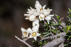 Cryptandra sabulicola