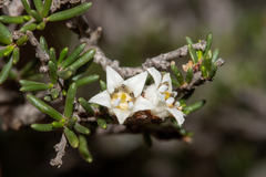 Cryptandra sabulicola