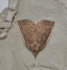 Authaemon stenonipha