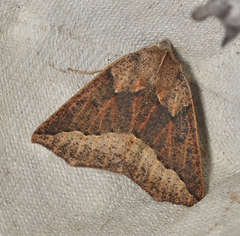 Androchela newmannaria