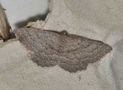 Laophila icasta