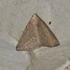 Cassythaphaga macarta