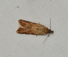 Constrictana constrictana