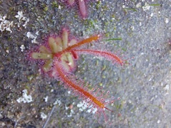 Drosera alba