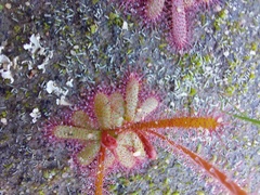 Drosera alba