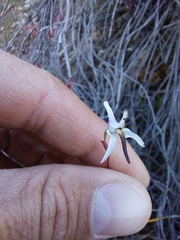 Disa biflora