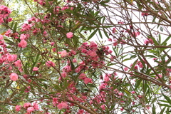 Nerium oleander