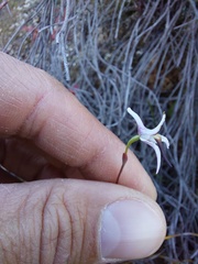 Disa biflora
