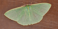 Chlorocoma assimilis