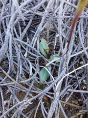Disa biflora