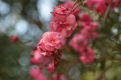 Nerium oleander