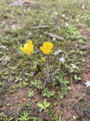 Ranunculus pachycarpus
