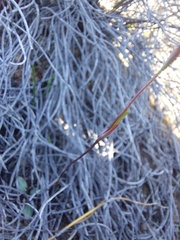 Disa biflora