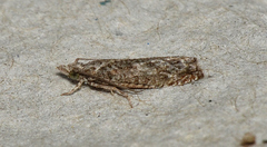 Strepsicrates ejectana