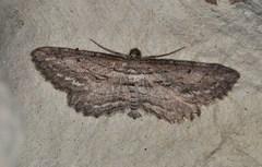 Psilosticha pristis