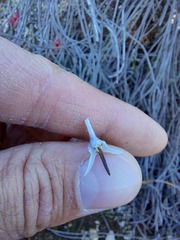 Disa biflora